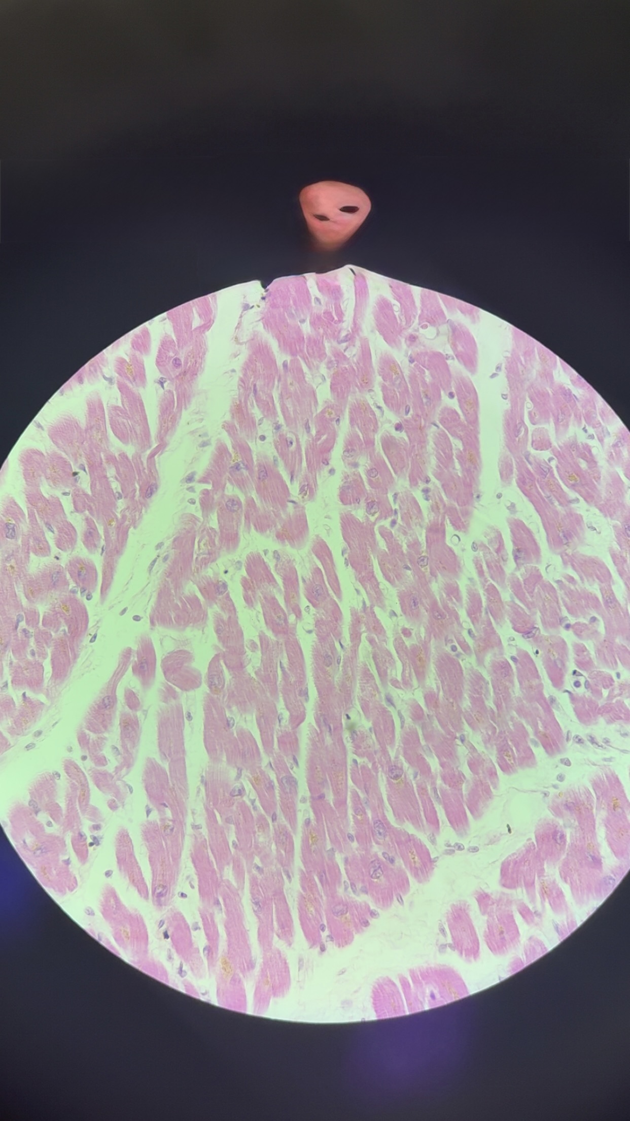 <p>what is this tissue </p>