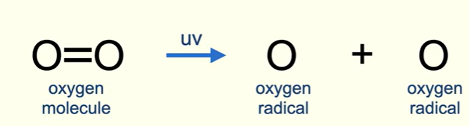<p>In stratosphere, the UV radiation causes double bond in oxygen molecules to break like this, 2 oxygen radicals are formed (radical is species with an unpaired electron)</p><p>The oxygen radical then reacts with an oxygen molecule to form a molecule of ozone.</p>