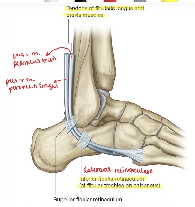 <p><span>Lateraal retinaculum stabiliseert de peroneus pezen tijdens hun verloop achter de distale fibula.</span></p>