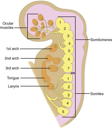 <p>the undifferentiated paraxial mesoderm around the neural tube that the cranial half of each sclerotome fuses with during vertebral formation </p>