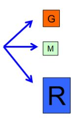 <p>What is an example of a semelparous organism?</p>