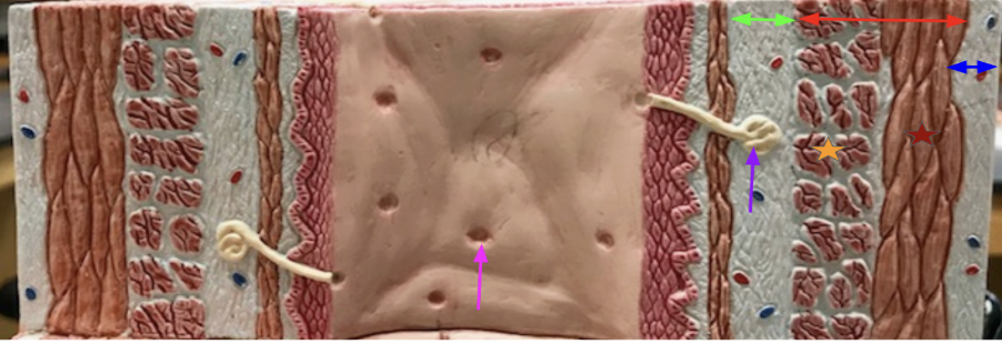 <p><strong>Esophagus</strong></p><p>Green” Submucosa</p><p>Purple: Esophageal submucosal mucous gland - makes mucus so food can slide down the pipe</p><p>Pink: Opening of Esophageal submucosal mucous gland</p><p>Red: Muscularis externa</p><p>Dark red: Outer longitudinal layer</p><p>Orange: Inner circular layer</p><p>Blue: Adventitia</p>