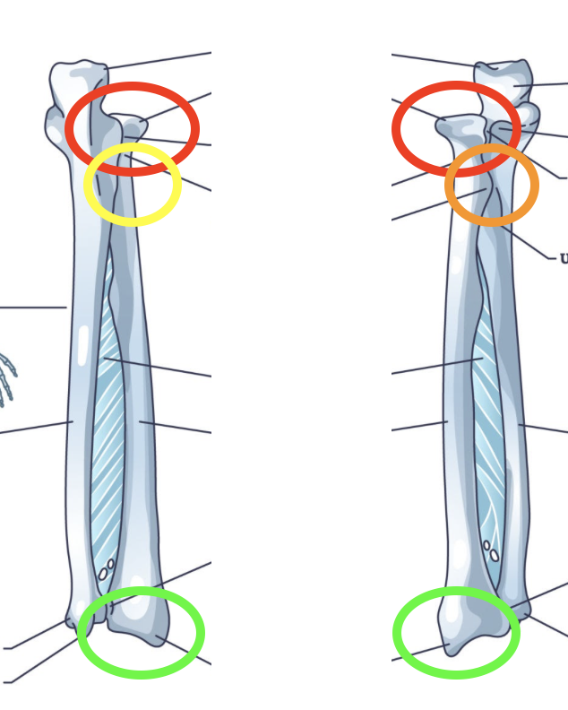 <p>What are these two bones called?</p>