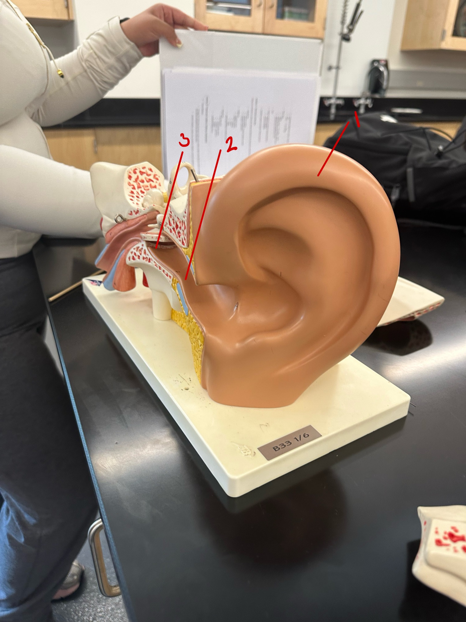 <p>this makes up the external ear</p>