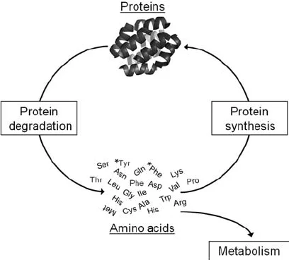<p>what does protein turnover ensure </p>