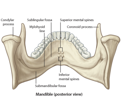 <p>Submandibular fossa</p>