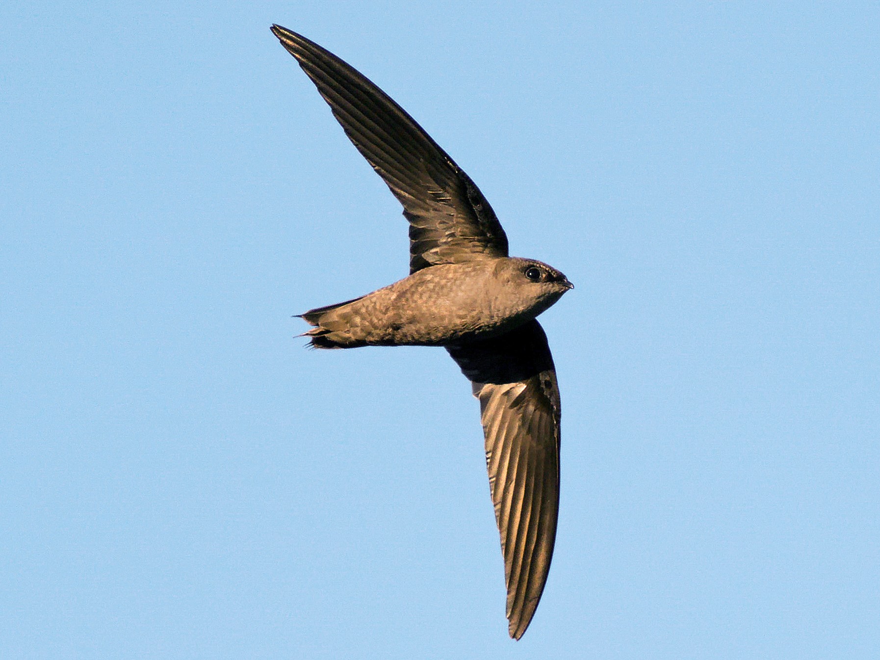 <p>Order Apodiformes Family Apodidae</p>