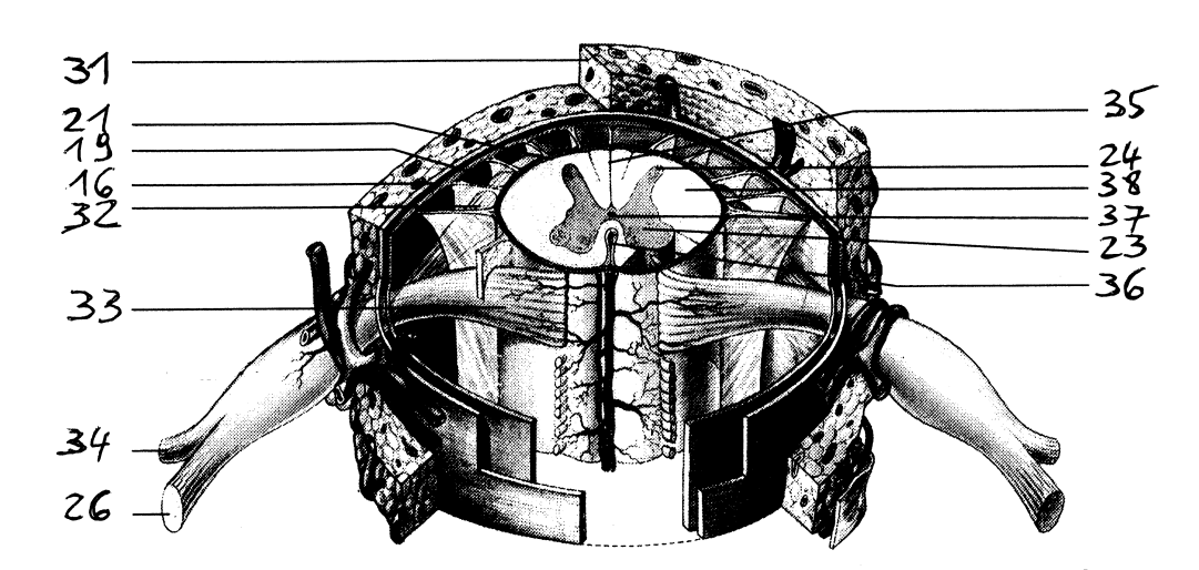 36