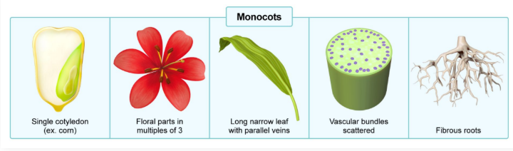 <p>Singly cotyledon</p><ul><li><p>Floral parts in multiples of 3</p></li><li><p>Long, narrow leaf and parallel veins</p></li><li><p>Vascular bundles scattered</p></li><li><p>Fibrous, fine root system near the surface</p></li></ul><p></p>