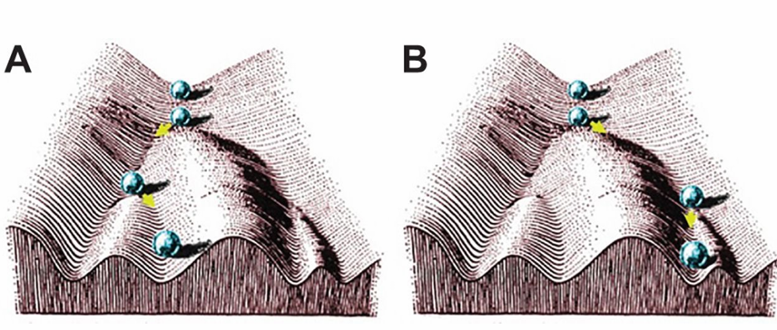 <p>represents developmental trajectories</p><ul><li><p>the ball falls down the landscape and can go down different directions</p></li></ul><ul><li><p>waddington called this the epigenetic landscape</p></li><li><p>the direction it goes can lead to different cell or organism outcomes</p></li><li><p>direction can be influenced by environmental variation</p></li><li><p>he also few wires under to represent gene networks that can influence the shape of the landscape (gene variation also matters!)</p></li></ul><p></p>