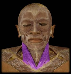 <p>bilateral: flexes neck, unilateral: rotates head to opposite side</p>