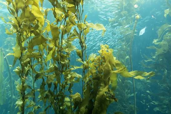 <p>seaweed</p>