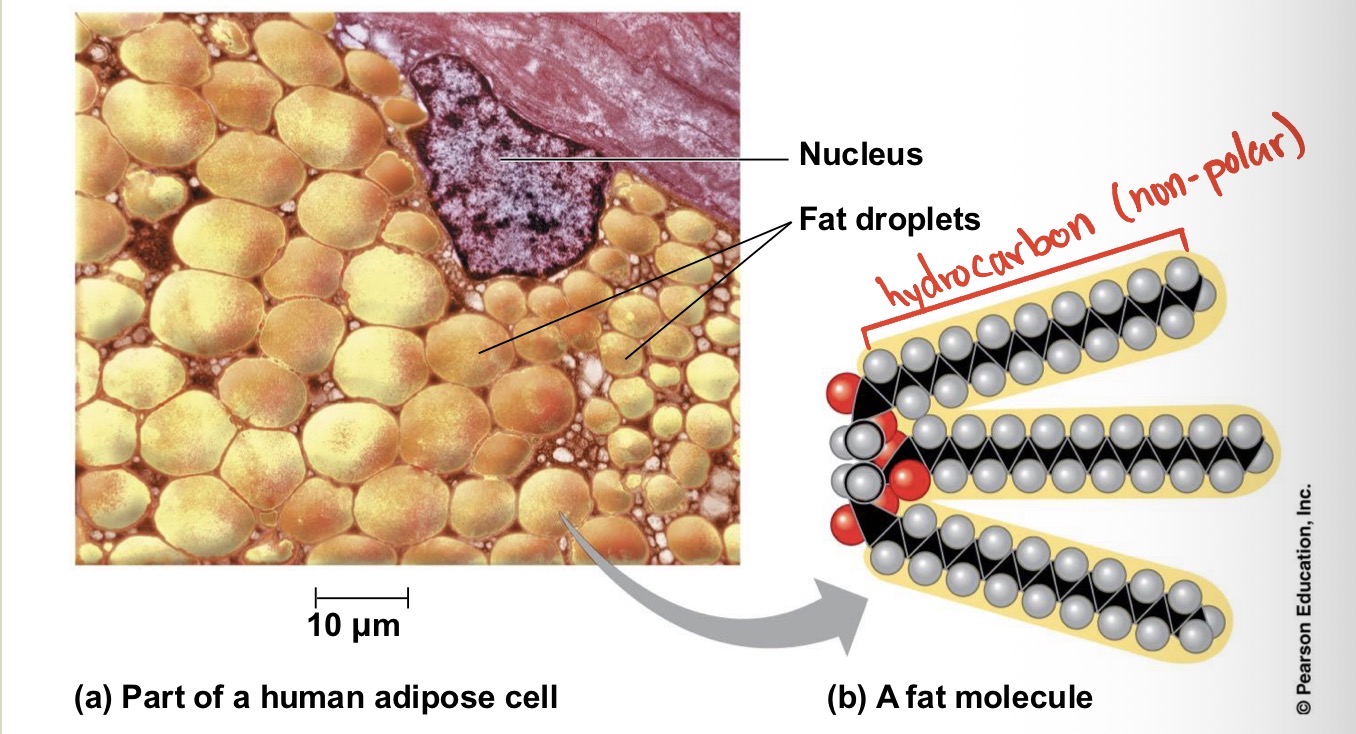 <p>Many organic molecules, such as fats, have hydrocarbons. What can the hydrocarbon tail of a fat molecule do?</p>