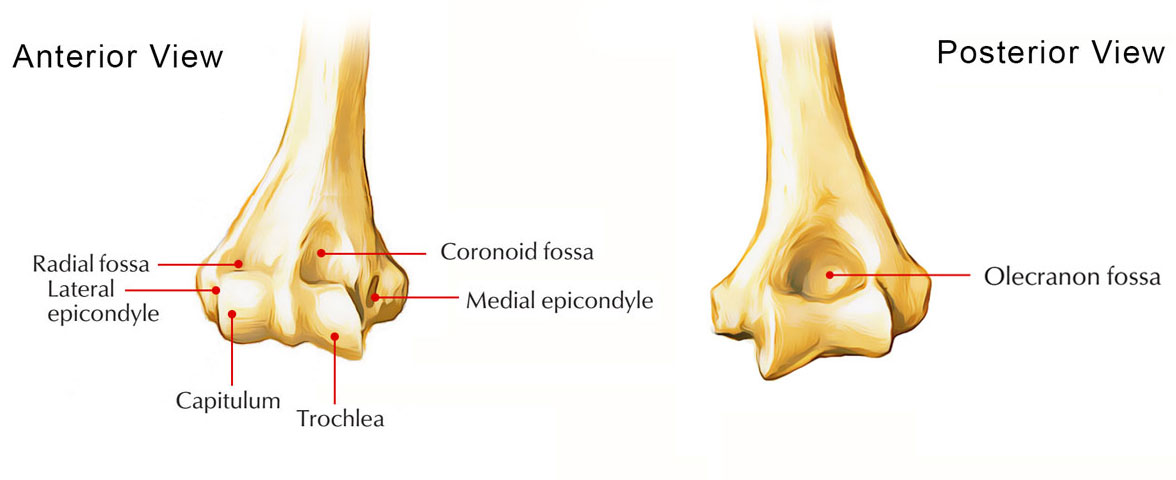 <p><strong>Distal Humerus:</strong> What do the capitulum &amp; radial fossa articulate with? </p>