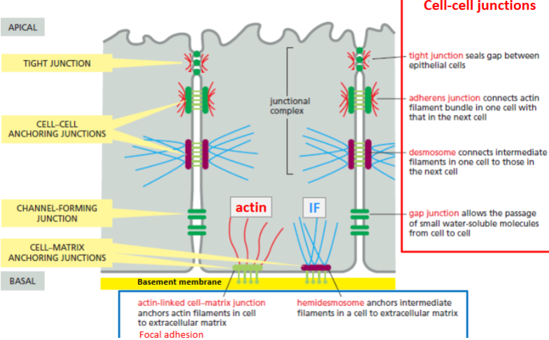 <p>tight, adherens, desmosome, gap</p>