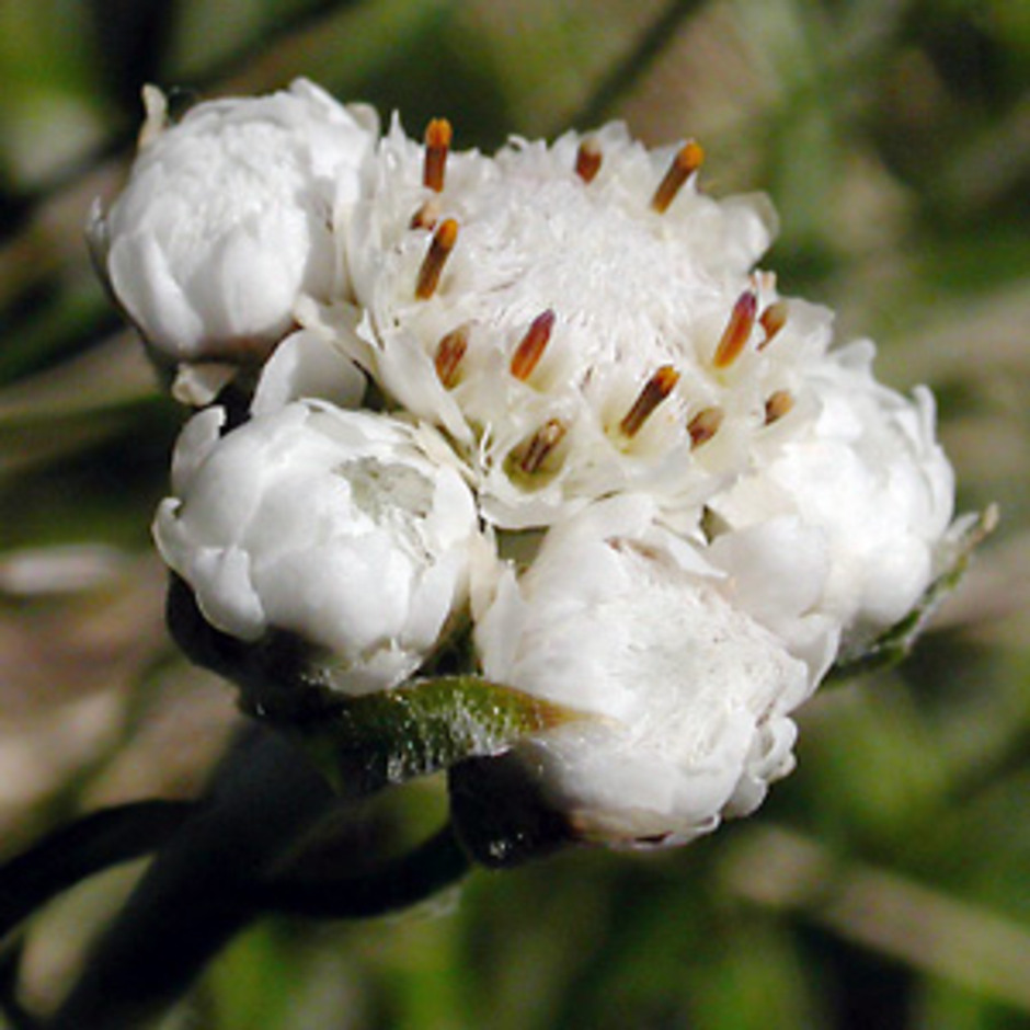 <p>kattfot antennária dióica</p>