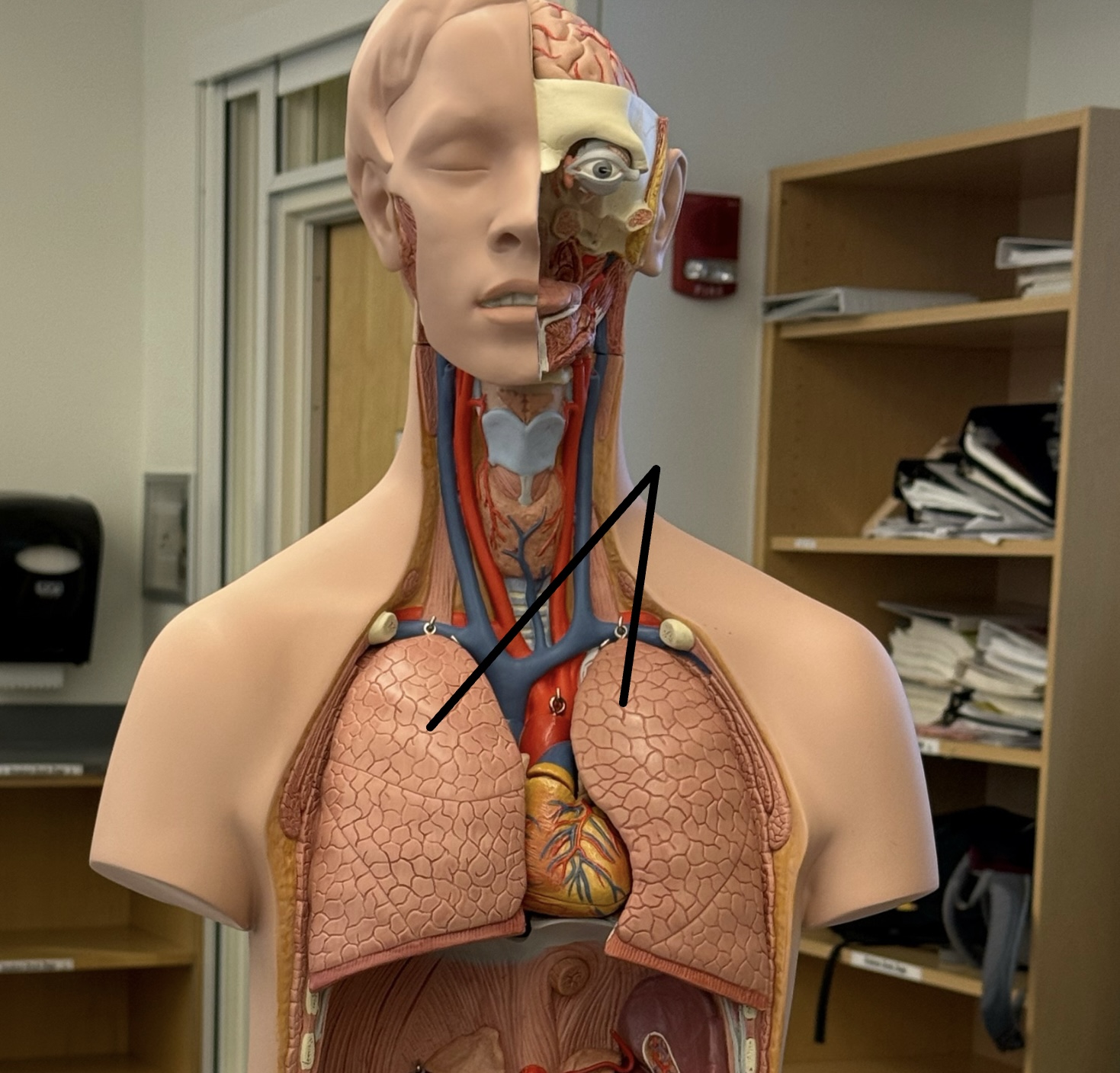 <p>two spongy organs, located in the thoracic cavity enclosed by the diaphragm and rib cage, responsible for respiration</p>