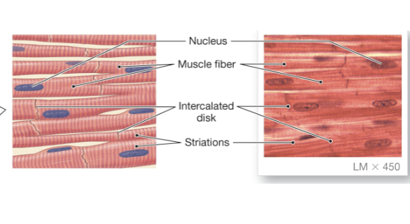<p>only in heart, involuntary control, and is striated</p>