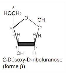 <p>ribose</p>