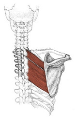 <p>lateral winging from rhomboid weakness if damaged dorsal scapular nerve</p>