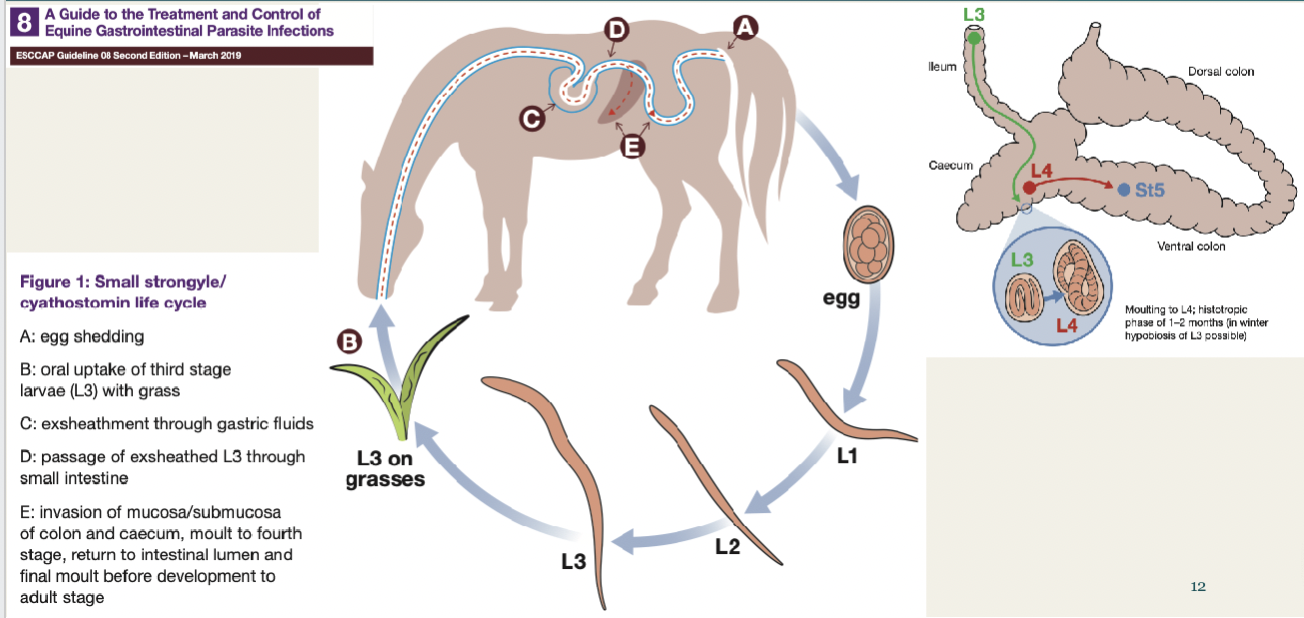 <p>Considered the equine parasite of most epidemiological and clinical significance. </p><p>Over 50 different species identified.</p><p>Direct, non-migratory life cycle</p><p>Ingested larvae develop (L3→L4) within mucosal crypts of the large colon </p><p>Early L3 larvae can arrest their life cycle when conditions outside the host are suboptimal for development. </p><p><span style="font-size: calc(var(--scale-factor)*27.41px);">Mass eruption of the EL3 larvae can result in clinical disease – Larval</span><span><br></span><span style="font-size: calc(var(--scale-factor)*27.41px);">Cyathostominosis</span></p>