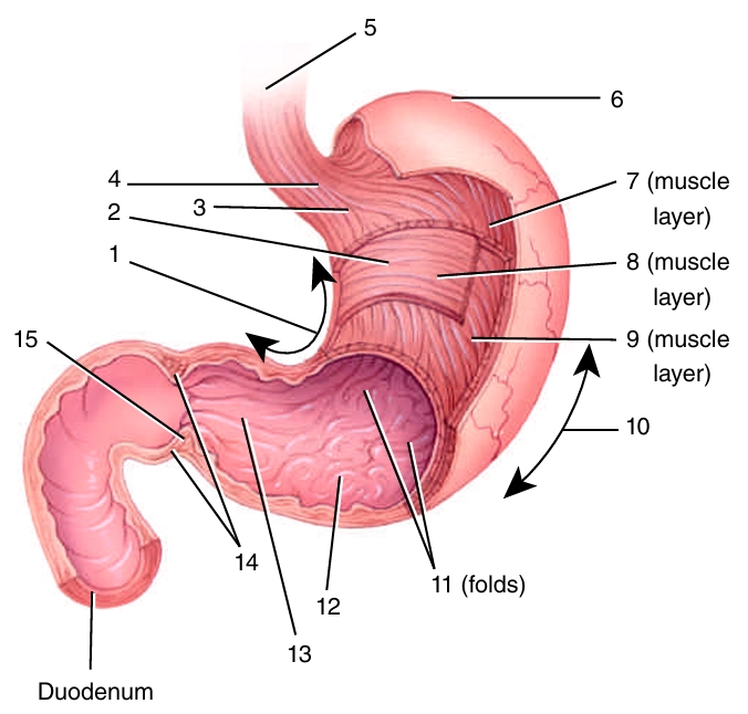 <ol><li><p></p></li></ol><p></p>