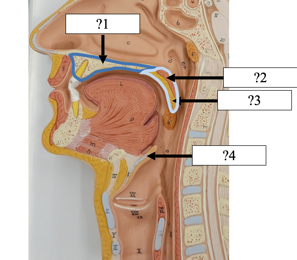 <p>3 Name the specific point?</p>