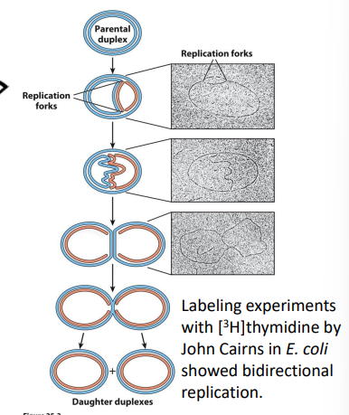 <p>showed bidirectionality of replication</p>
