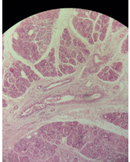 <p>What is pictured?</p>