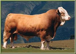 <p>Swiss breed with brown-to-red bodies and white faces used for milk and meat.</p>