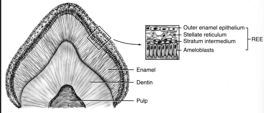 <ul><li><p>Composed of the flattened ameloblasts and the remnants of the other three layers of enamel organ</p></li><li><p>Cover and protect the enamel</p></li></ul><p></p>