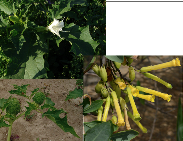 <p><span>Solanaceae</span></p>