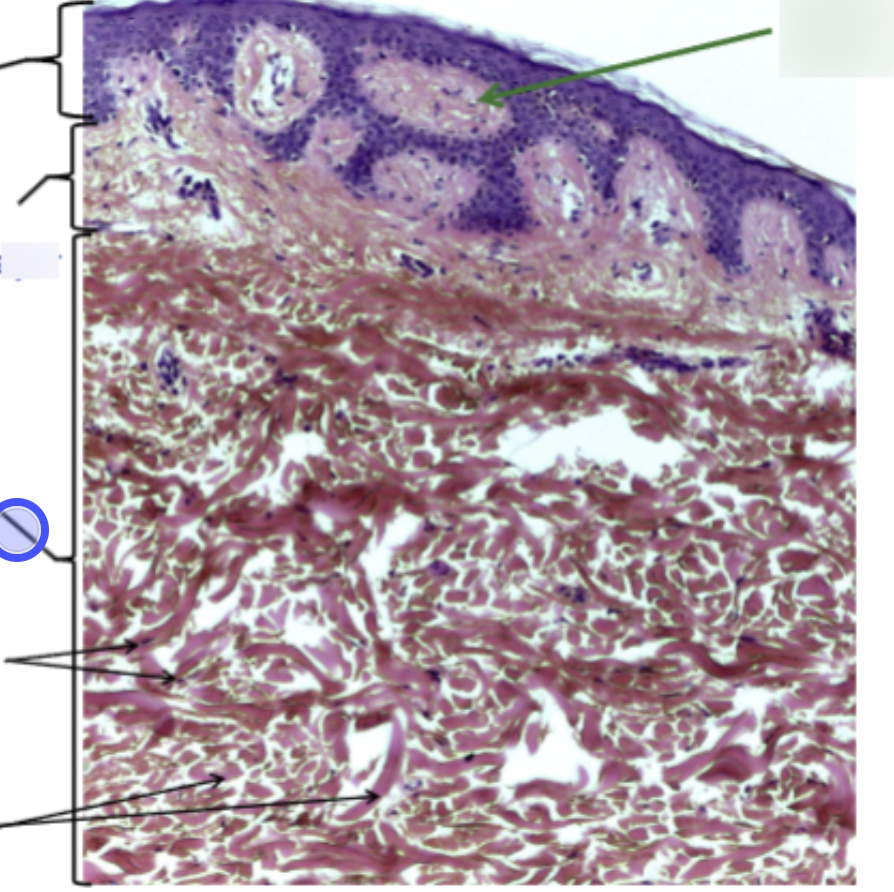<p>Identify the layer of the dermis</p>
