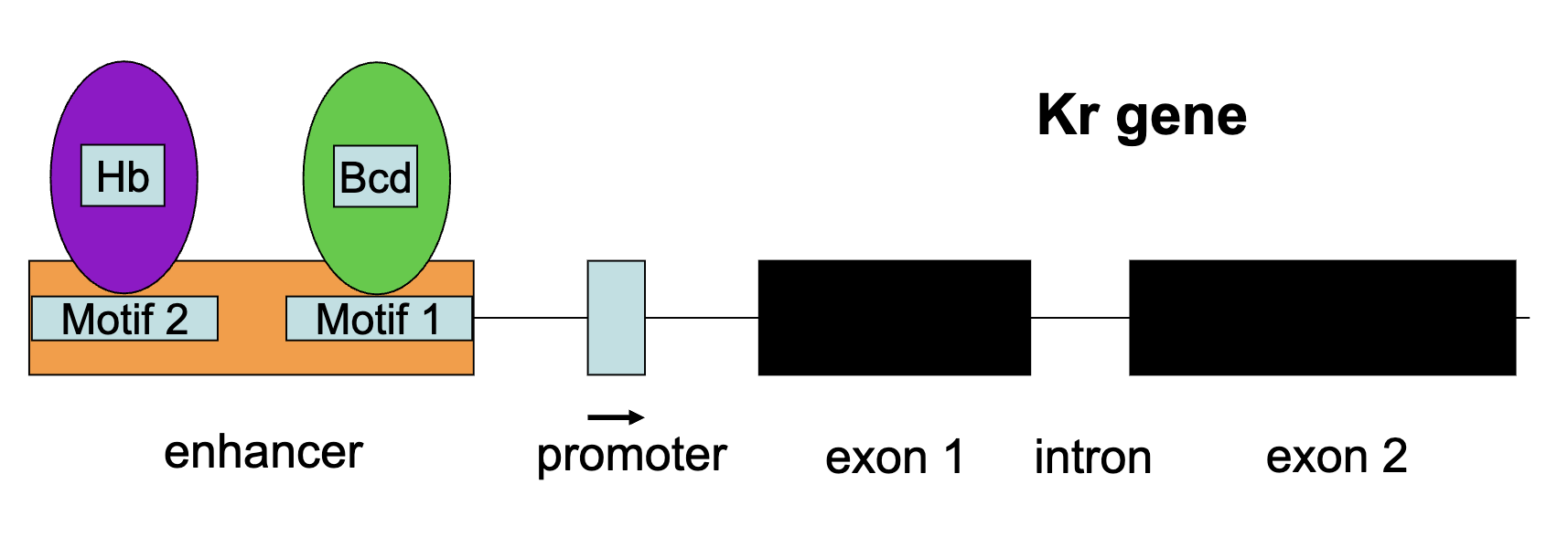 <ul><li><p>Kr gene is transcribed only when either Hb+ transcription factor or bcd+ transcription are present in the correct concentrations (and when Kni protein is absent)</p></li></ul><p></p>