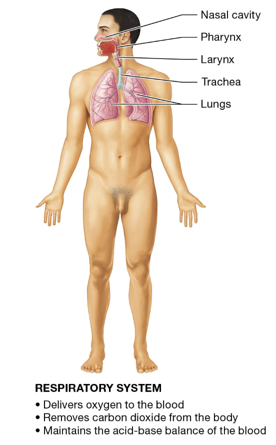<p>RESPIRATORY SYSTEM</p>