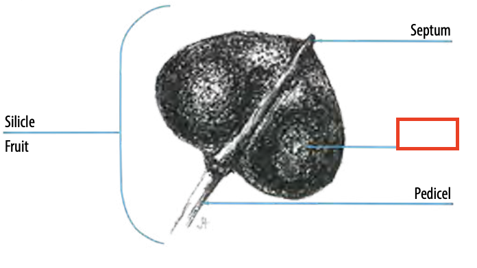 <ul><li><p>the locule, <span><span>such as that of an ovary or fruit, that contains the ovule(s) or seed(s), respectively</span></span></p></li></ul><p></p>