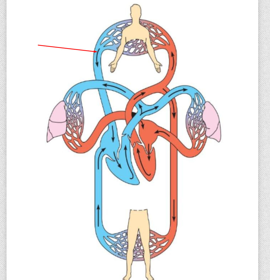<p>identify and define</p>
