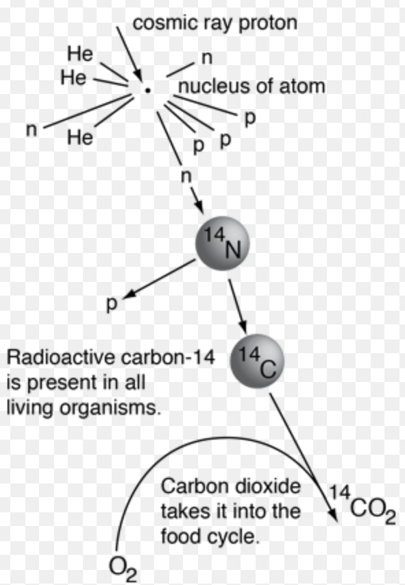 <p>☆ <strong>Carbon Dating</strong></p>