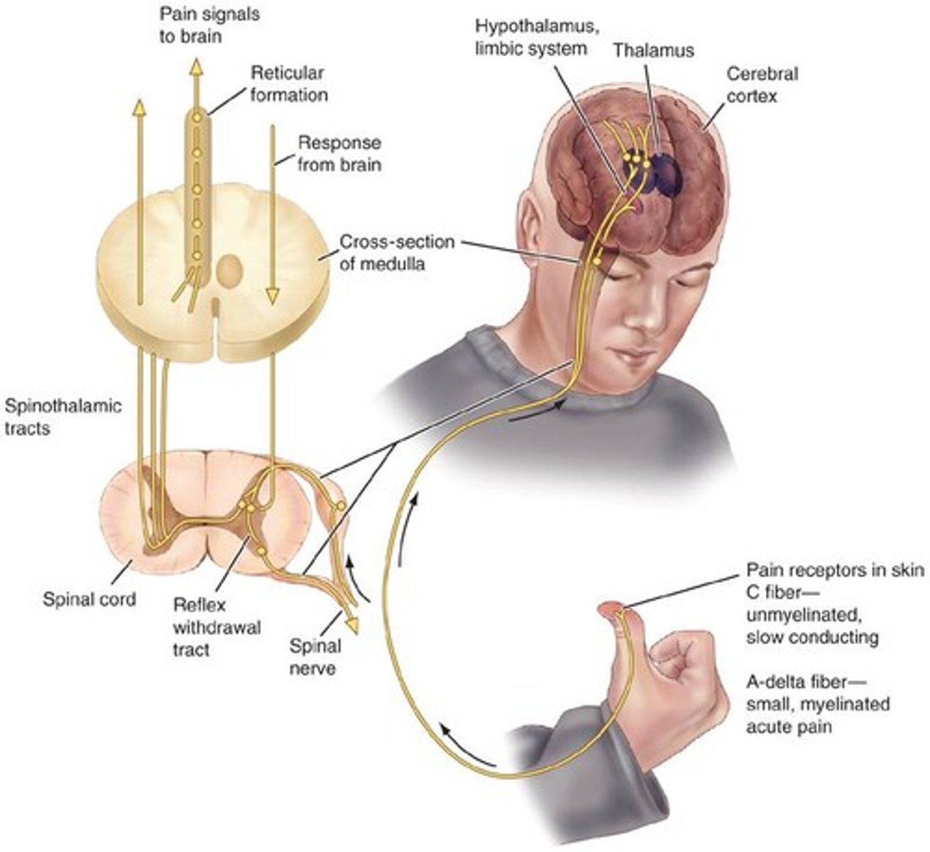 <p>Skin ā spinal cord ā thalamus ā cortex</p>