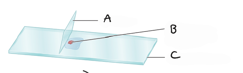 <p>A</p>