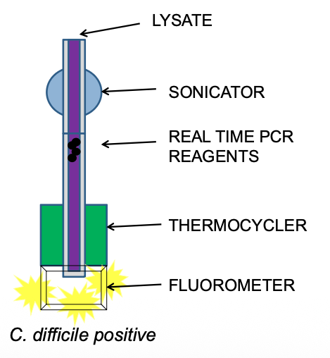 <ul><li><p>Closed system</p><ul><li><p>Less contamination</p></li><li><p>Could be done in other sections of the lab</p></li></ul></li><li><p>Result:</p><ul><li><p>C.diff positive or negative</p></li></ul></li></ul><p></p>