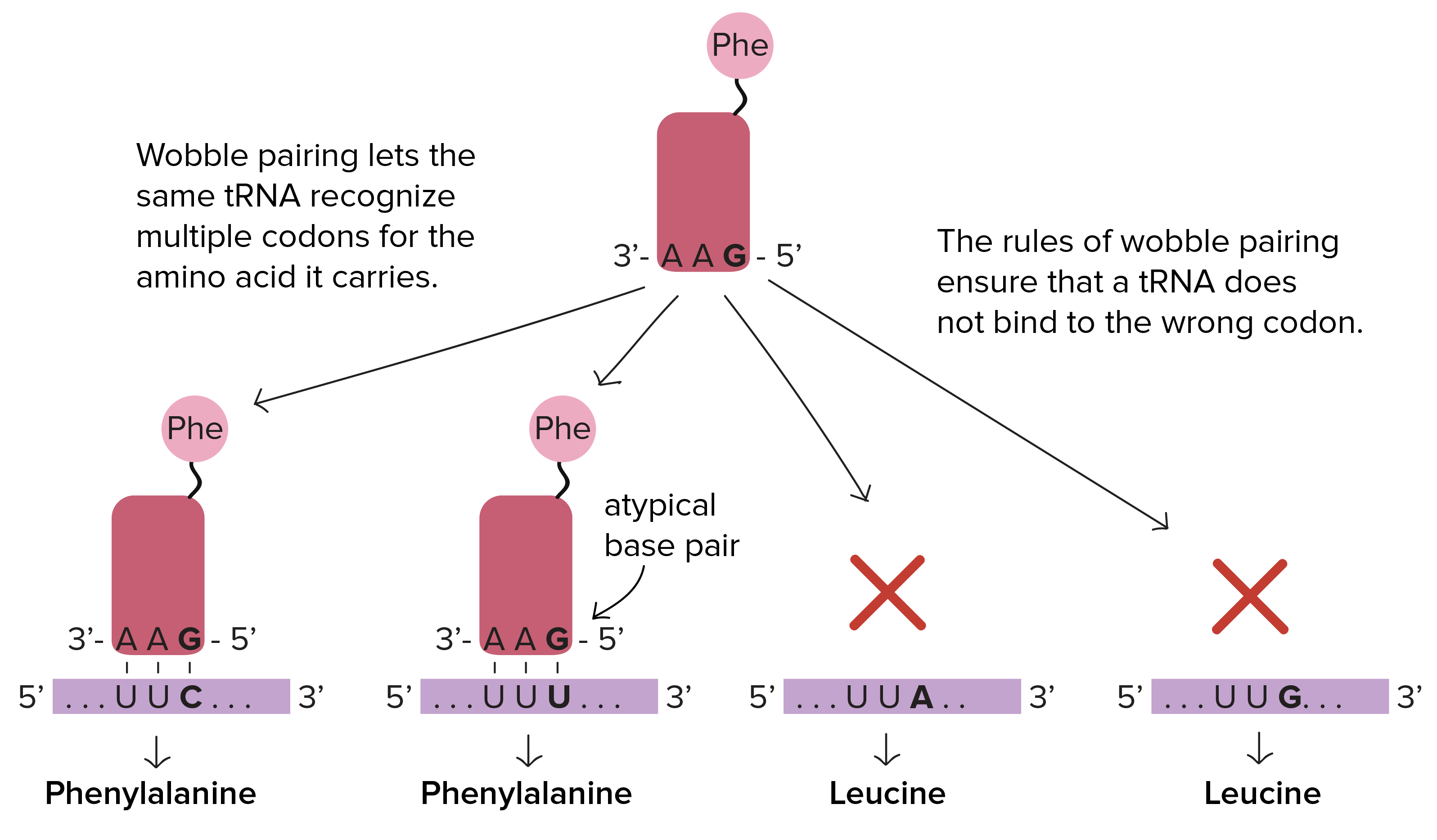 <ul><li><p>Flexibility in 3rd position of codon</p></li><li><p>The wobble hypothesis</p><ul><li><p>3rd position wobble effect where.. in the anticodon</p><ul><li><p>G can pair w/ C or U</p></li><li><p>U can pair w/ A or G</p></li><li><p>I can pair w/ U, C or A</p></li></ul></li></ul></li></ul><p></p>