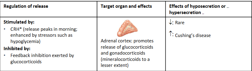 <p><span>a peptide tropic hormone secreted by the anterior pituitary gland that </span><mark>stimulates the adrenal cortex to release glucocorticoids</mark>. [1, 2]</p>