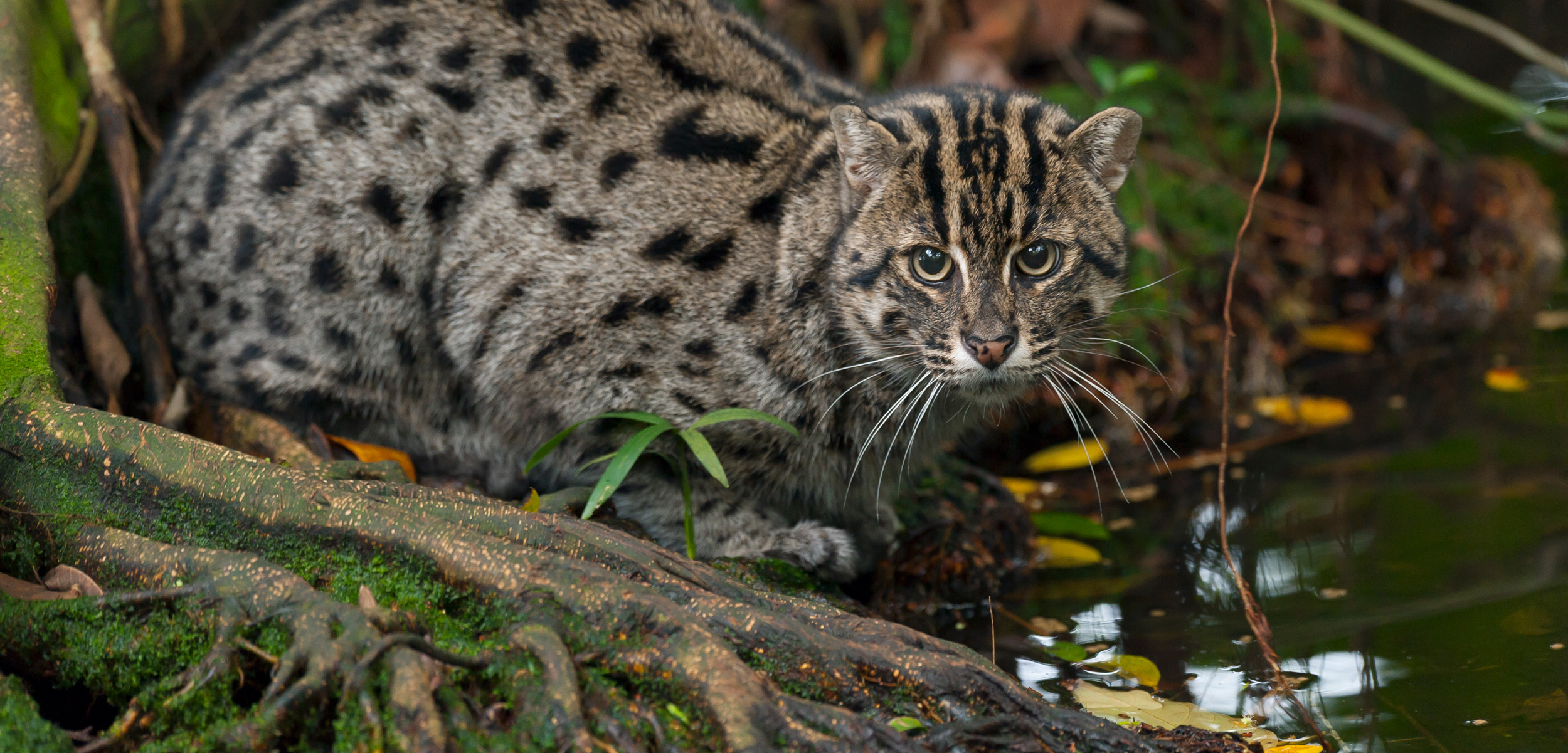 <p>Fishing Cat </p>