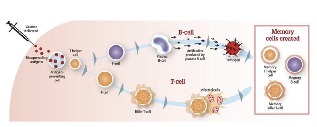 <p><span><strong>production of memory B- and T-cells</strong></span></p>