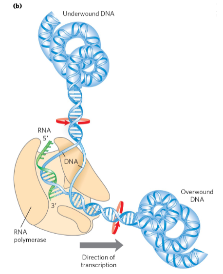 <p>Supercoiling is an intrinsic property of DNA tertiary structure.</p><p>• It occurs in all cellular DNAs and is highly regulated by each cell.</p>