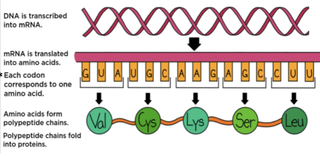 <p>DNA</p><p>mRNA<br>protein</p>