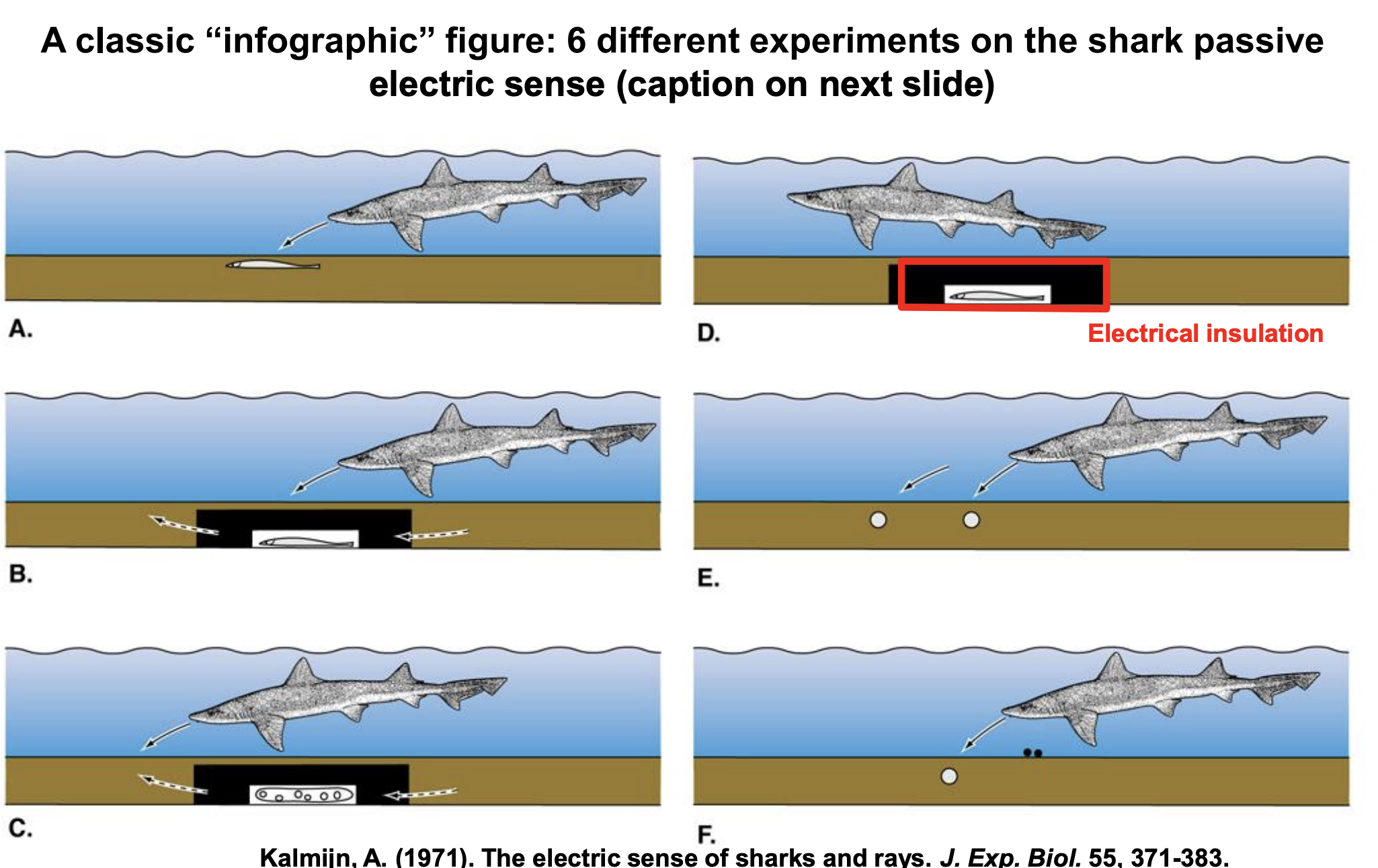 <ul><li><p>passive sense of electric fields for feeding</p></li><li><p>preference of electric field over chopped up fish</p></li></ul><p></p>