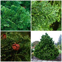 <p>Hinoki Falsecypress</p>