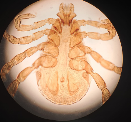 <p>Taxonomia y partes</p>